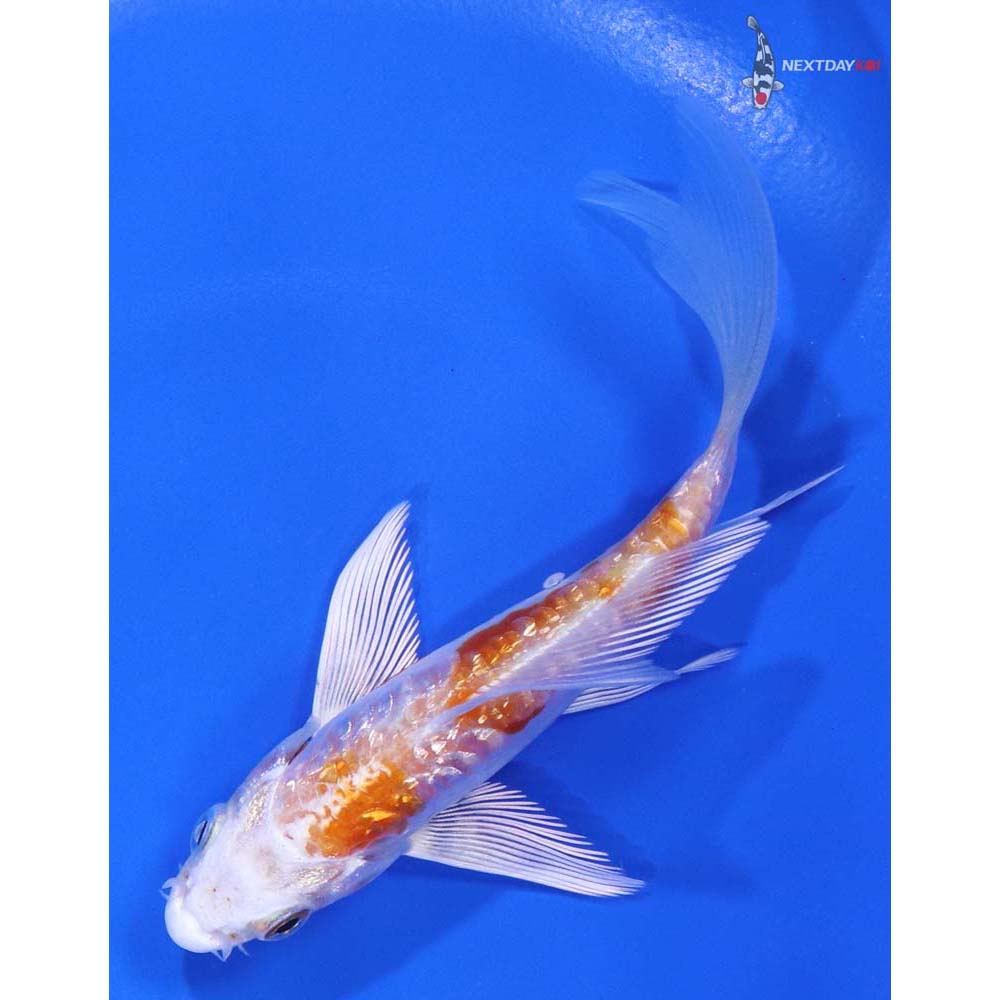 4.5” Imported Gin Rin Kikusui Butterfly Koi - Image 5