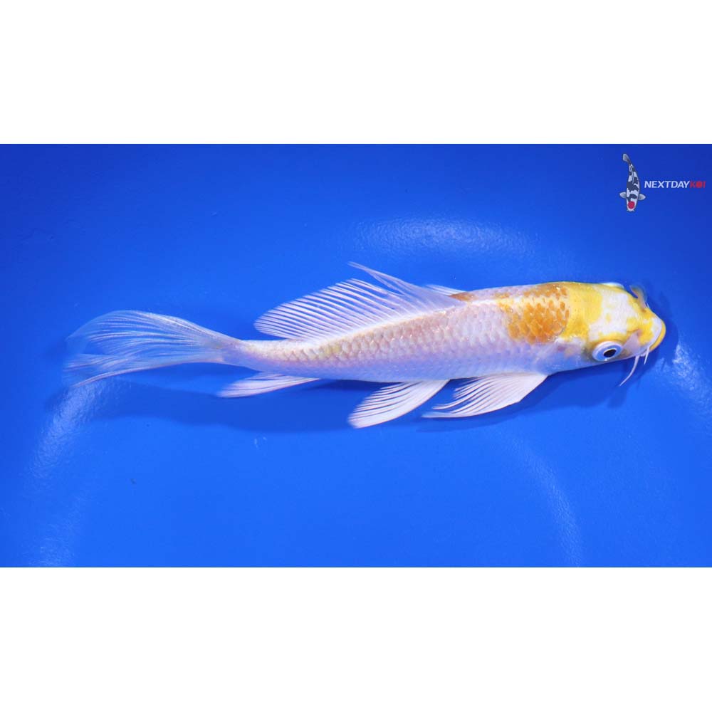 5.5” Imported Lemon Hariwake Butterfly Koi - Image 2