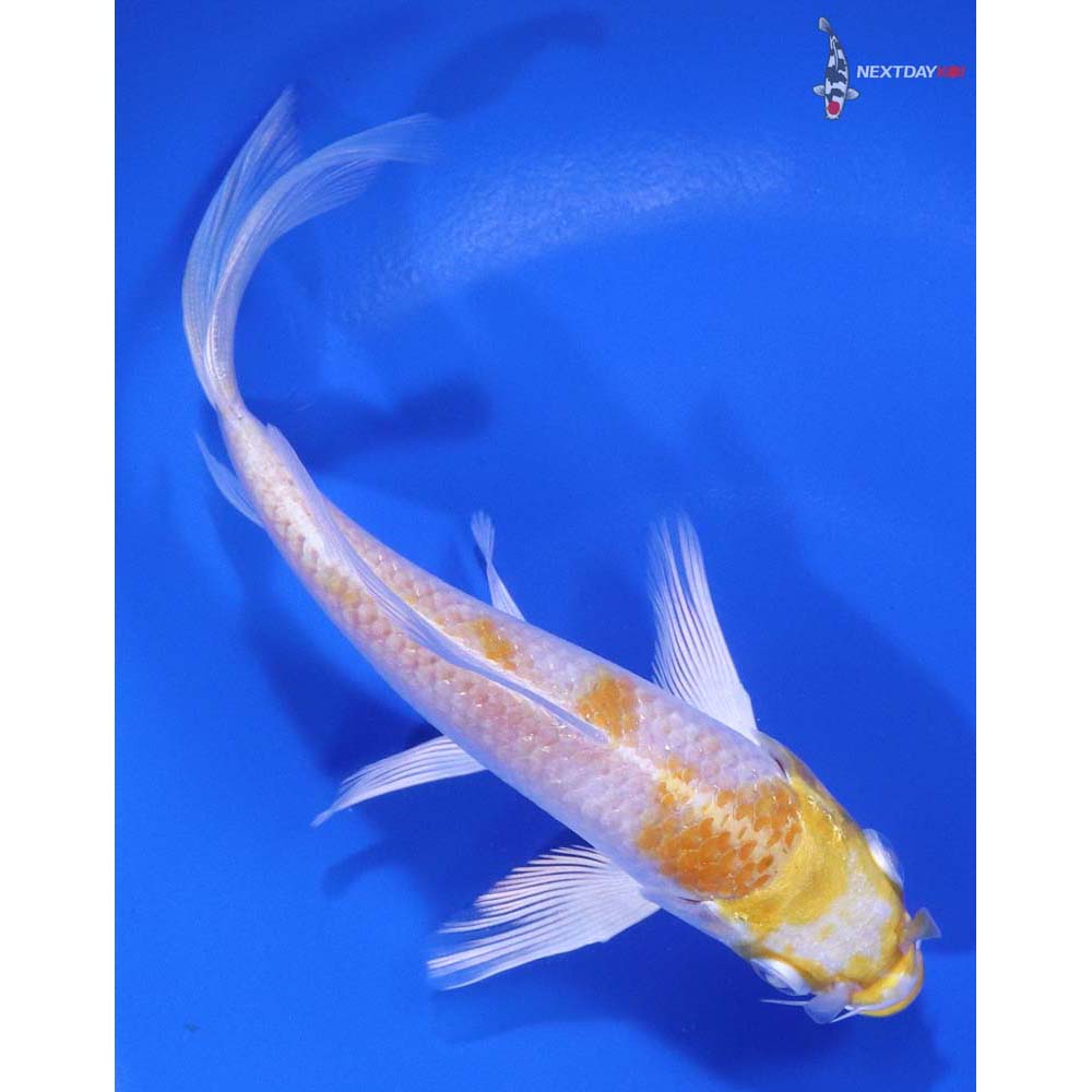 5.5” Imported Lemon Hariwake Butterfly Koi - Image 3
