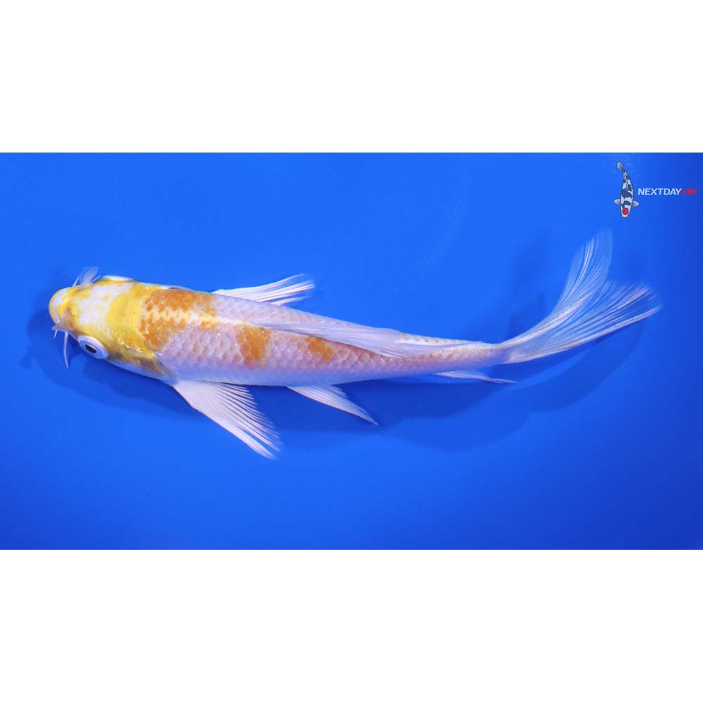 5.5” Imported Lemon Hariwake Butterfly Koi - Image 4