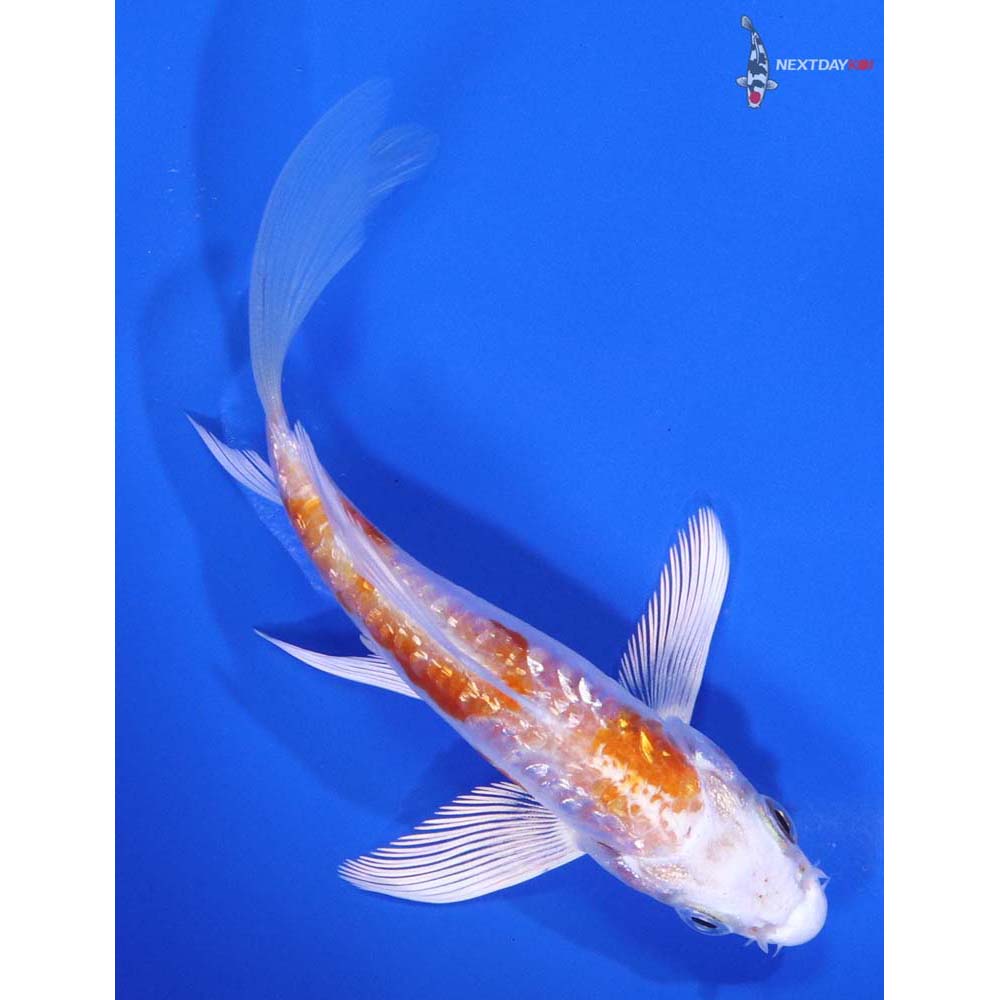 4.5” Imported Gin Rin Kikusui Butterfly Koi