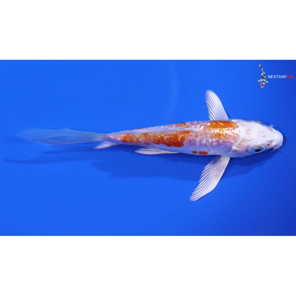 4.5” Imported Gin Rin Kikusui Butterfly Koi - Image 2