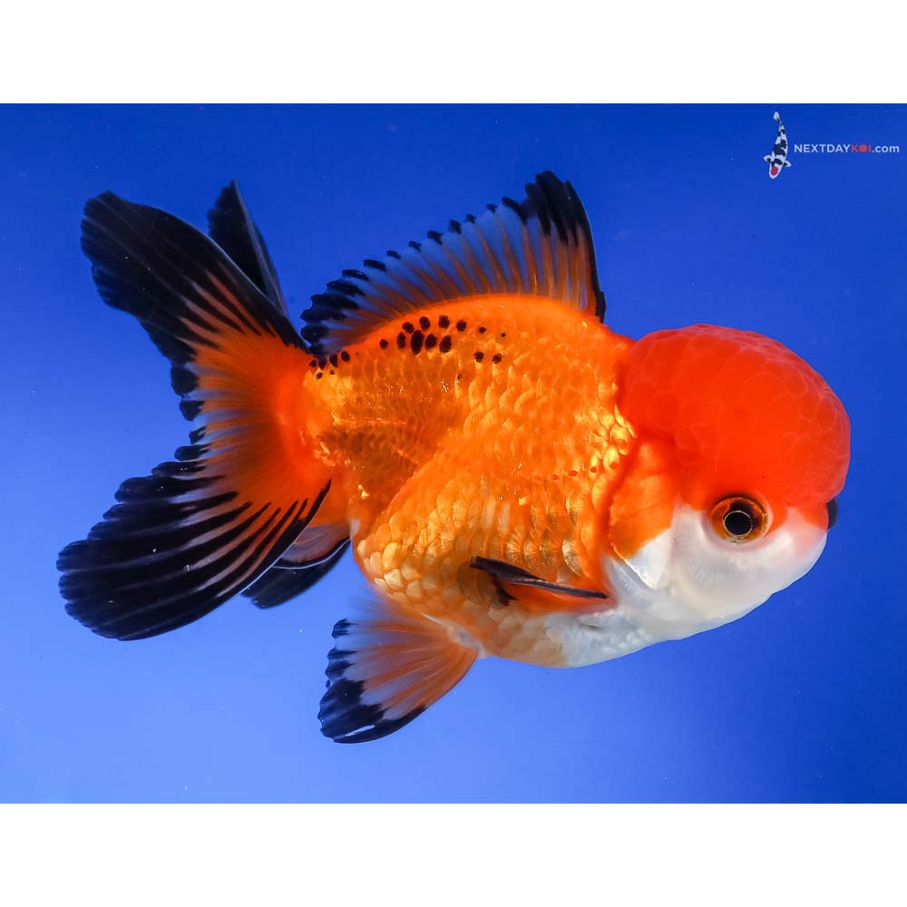 4.5” Imported Tri Color Oranda