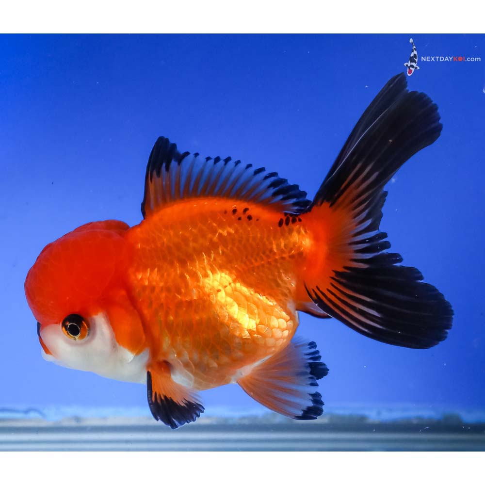4.5” Imported Tri Color Oranda - Image 2