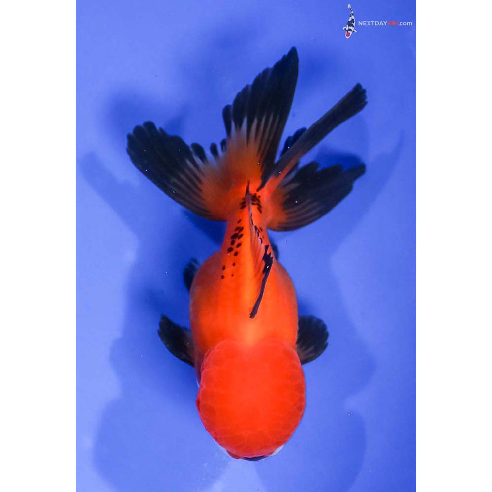 4.5” Imported Tri Color Oranda - Image 3