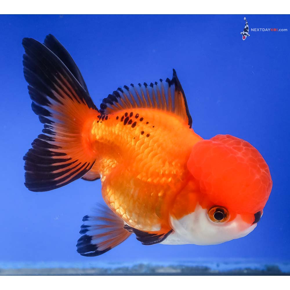 4.5” Imported Tri Color Oranda - Image 4