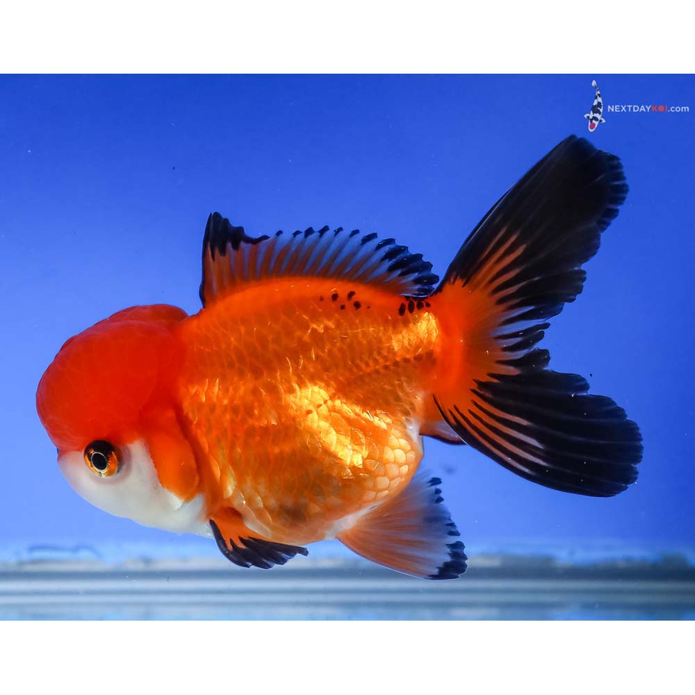 4.5” Imported Tri Color Oranda - Image 5
