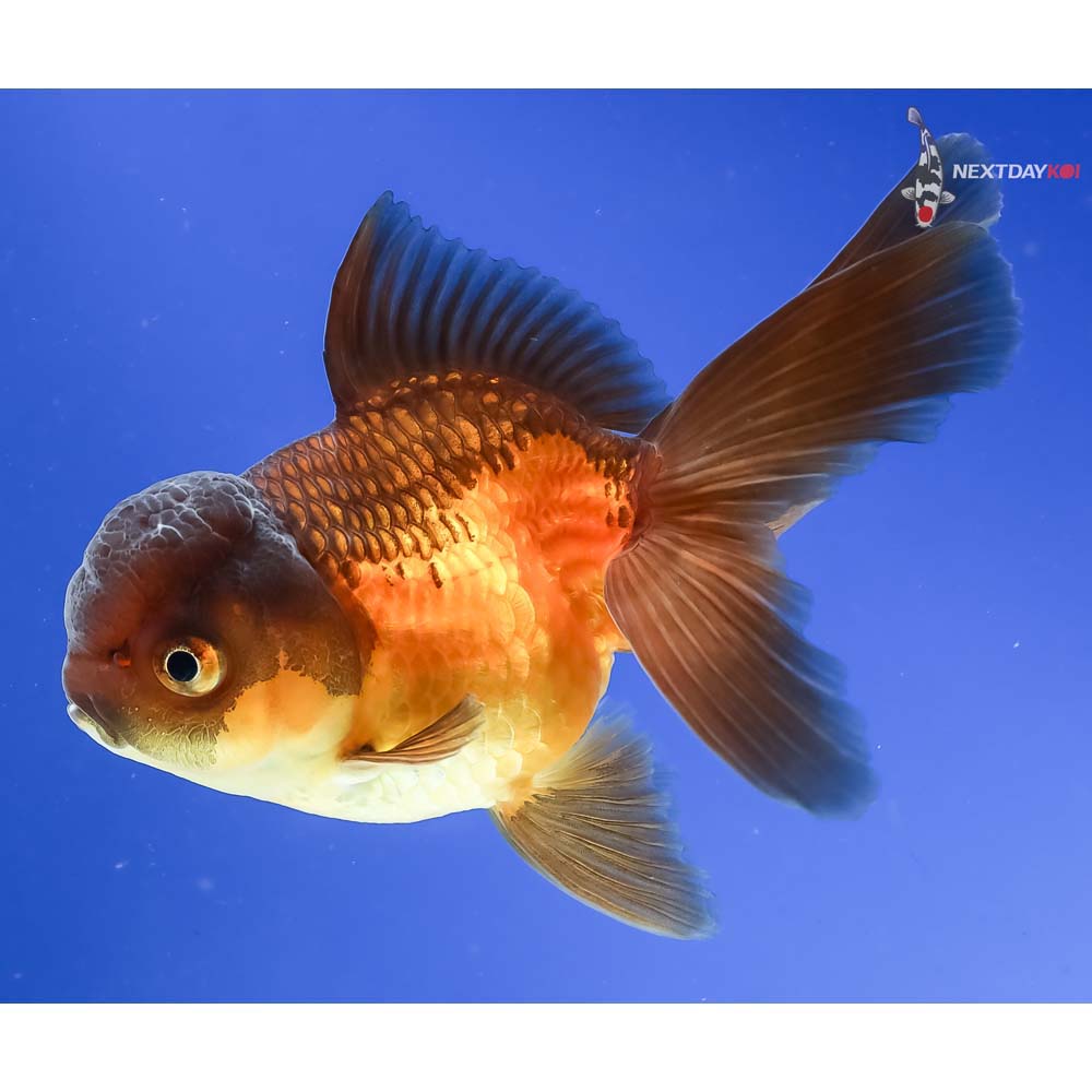4” Imported Red and Black Oranda - Image 2