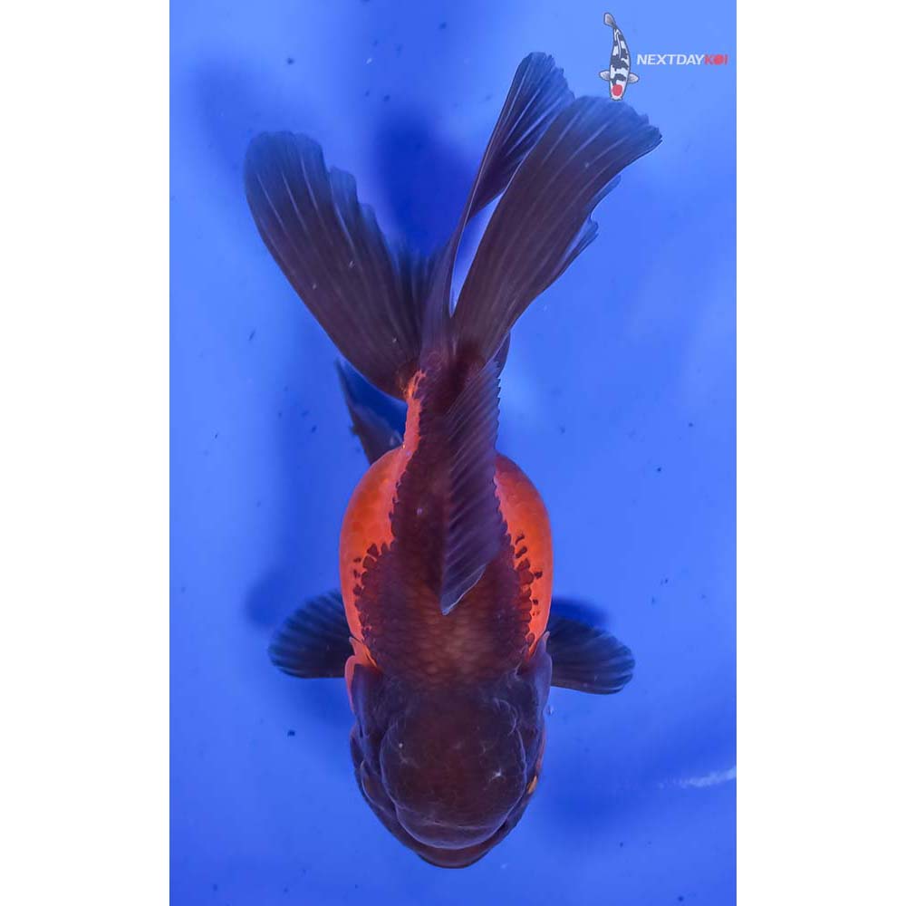 4” Imported Red and Black Oranda - Image 3