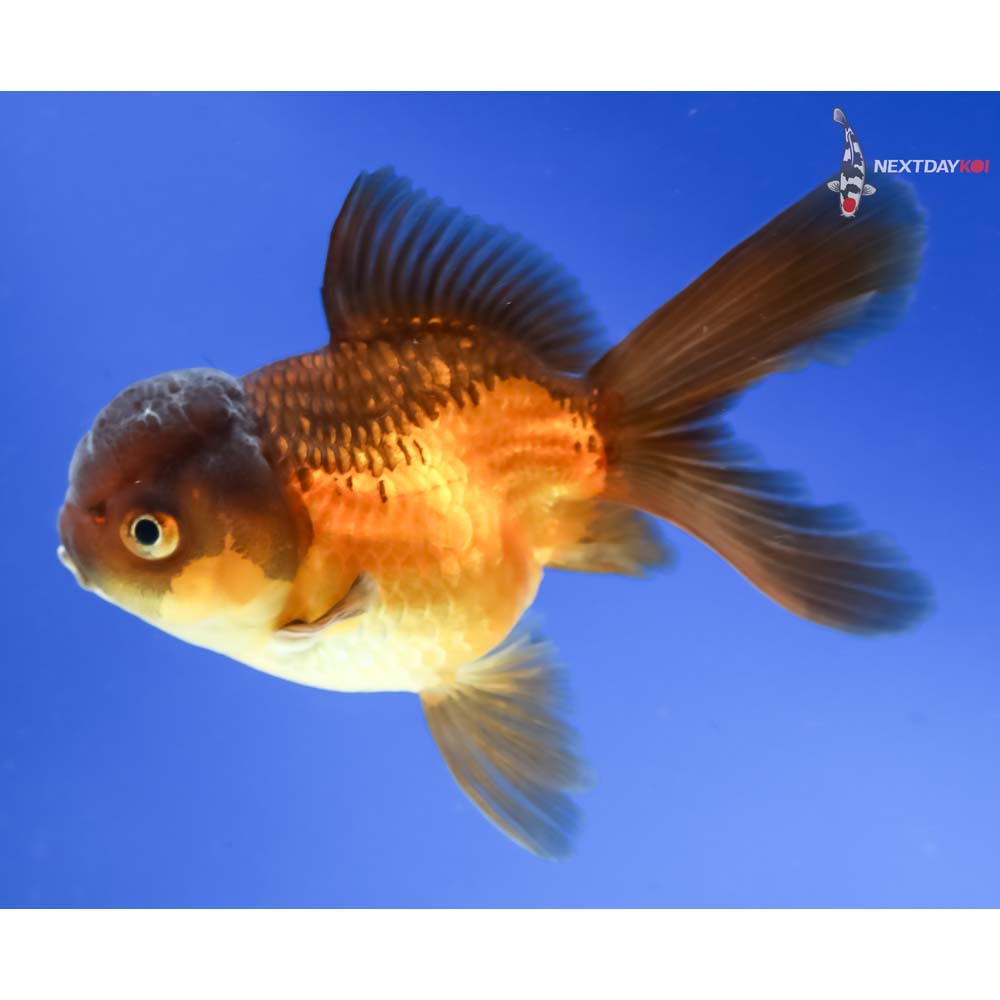 4” Imported Red and Black Oranda - Image 5