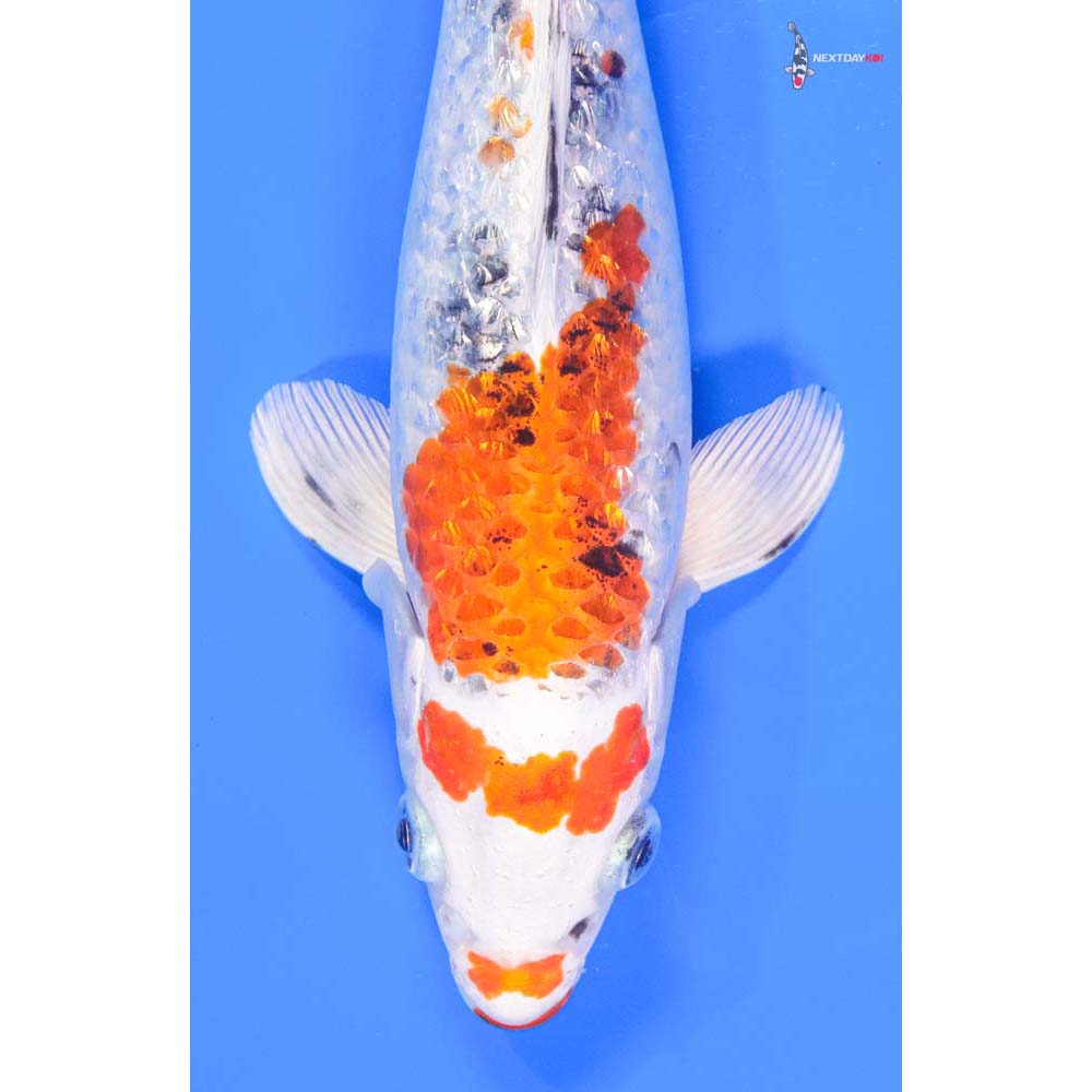 10” Imported Gin Rin Yamato Nishiki - Image 2