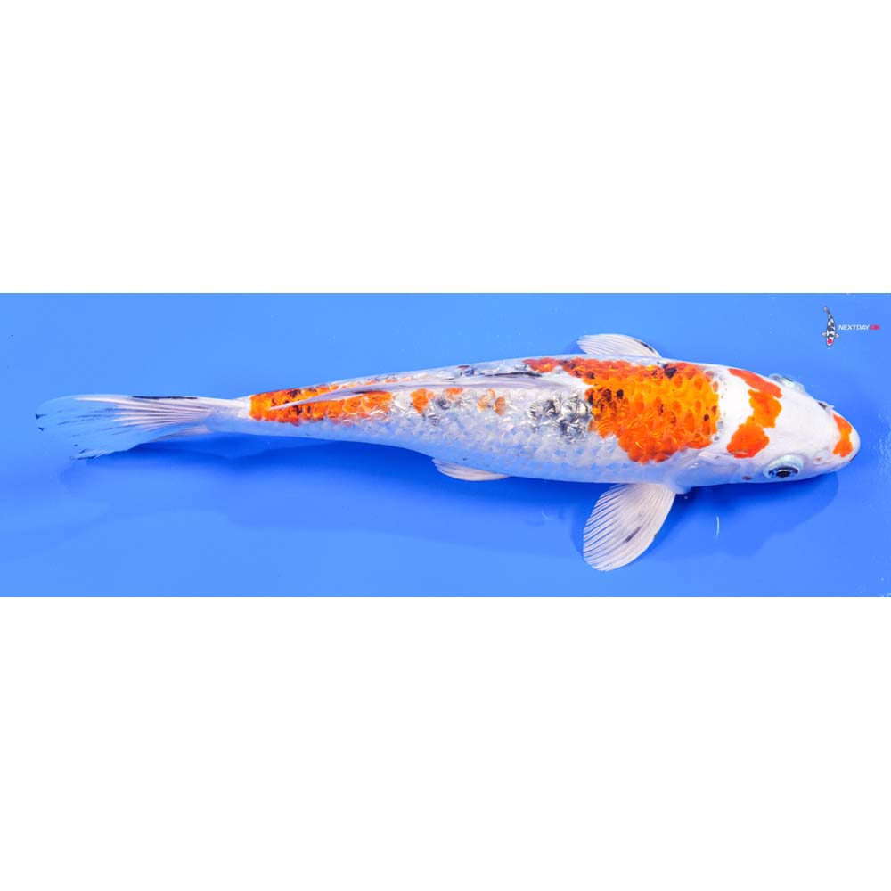 10” Imported Gin Rin Yamato Nishiki - Image 3