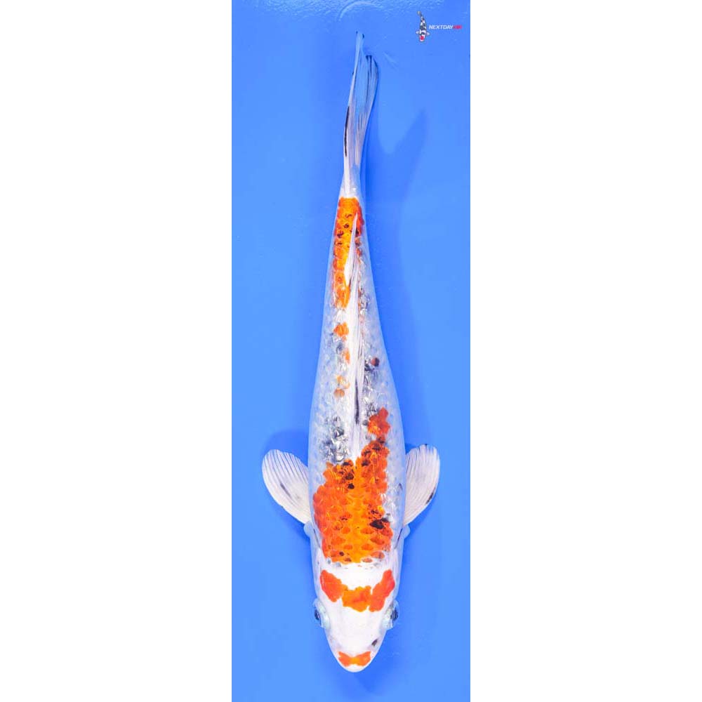 10” Imported Gin Rin Yamato Nishiki - Image 4