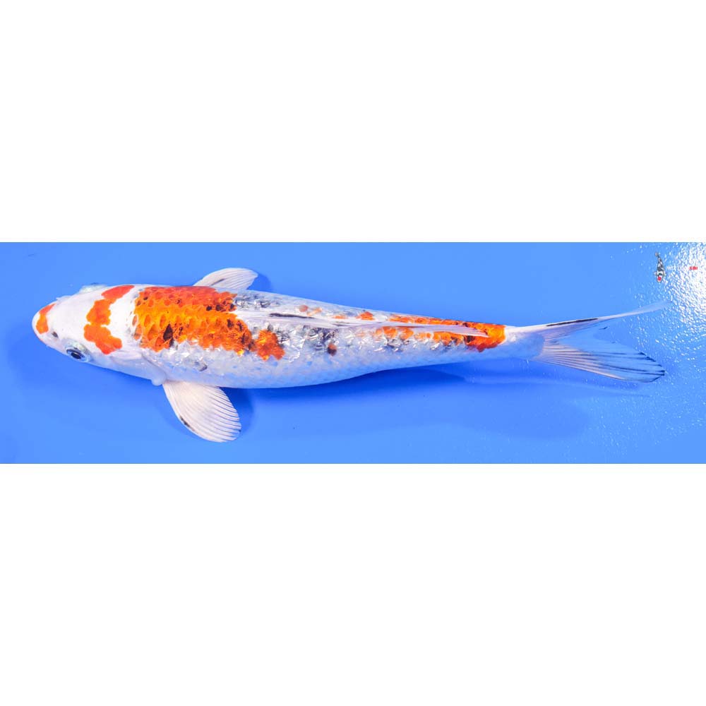 10” Imported Gin Rin Yamato Nishiki - Image 5