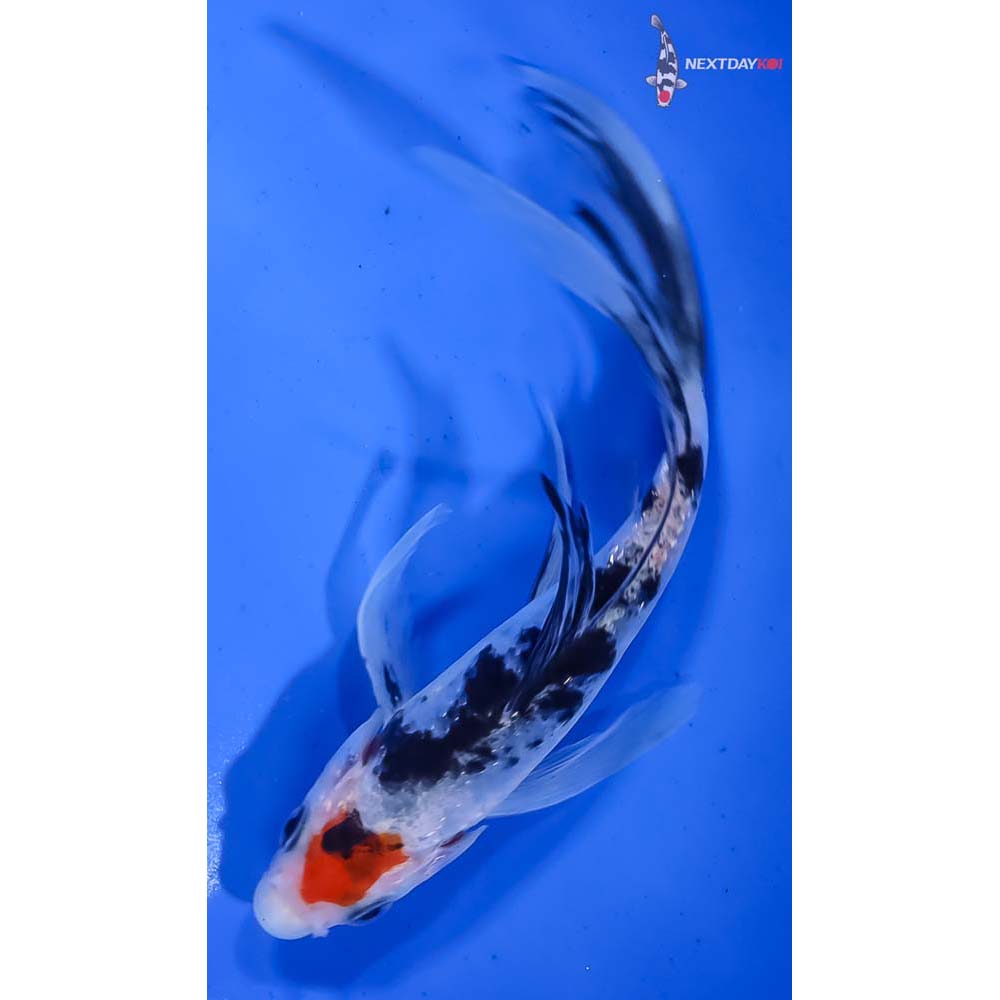 6” Imported Sanke Butterfly Koi