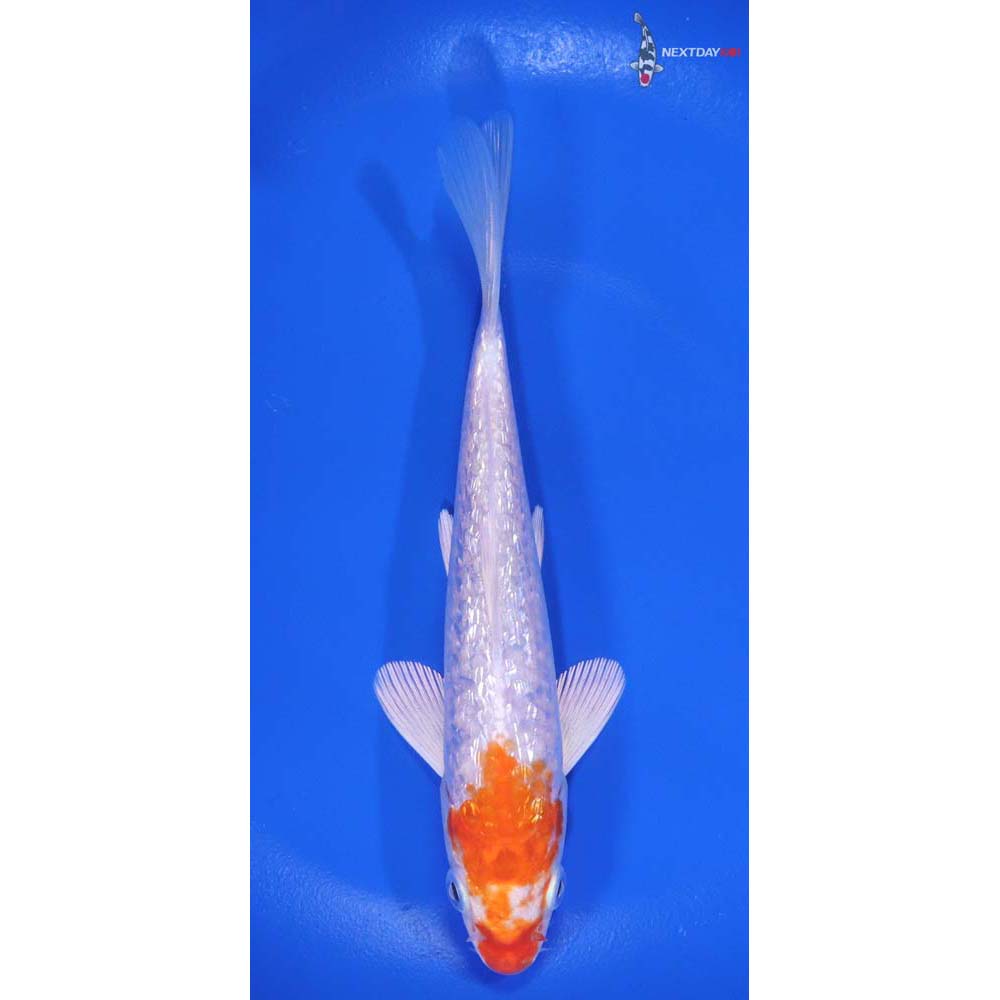 5.5” Imported Gin Rin Hariwake