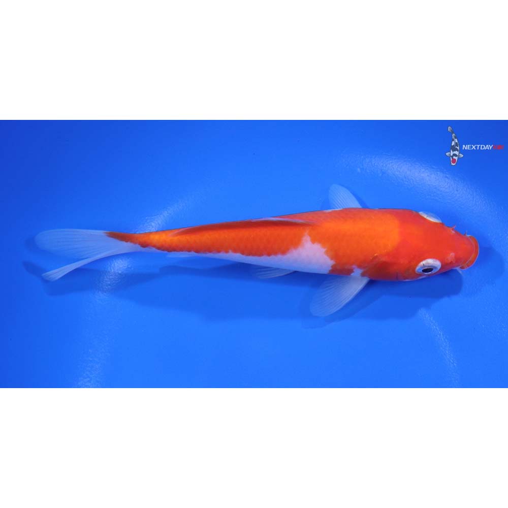 5.5” Imported Kohaku - Image 2