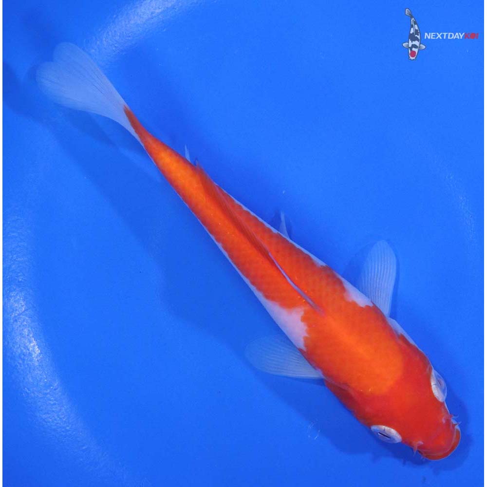 5.5” Imported Kohaku - Image 3