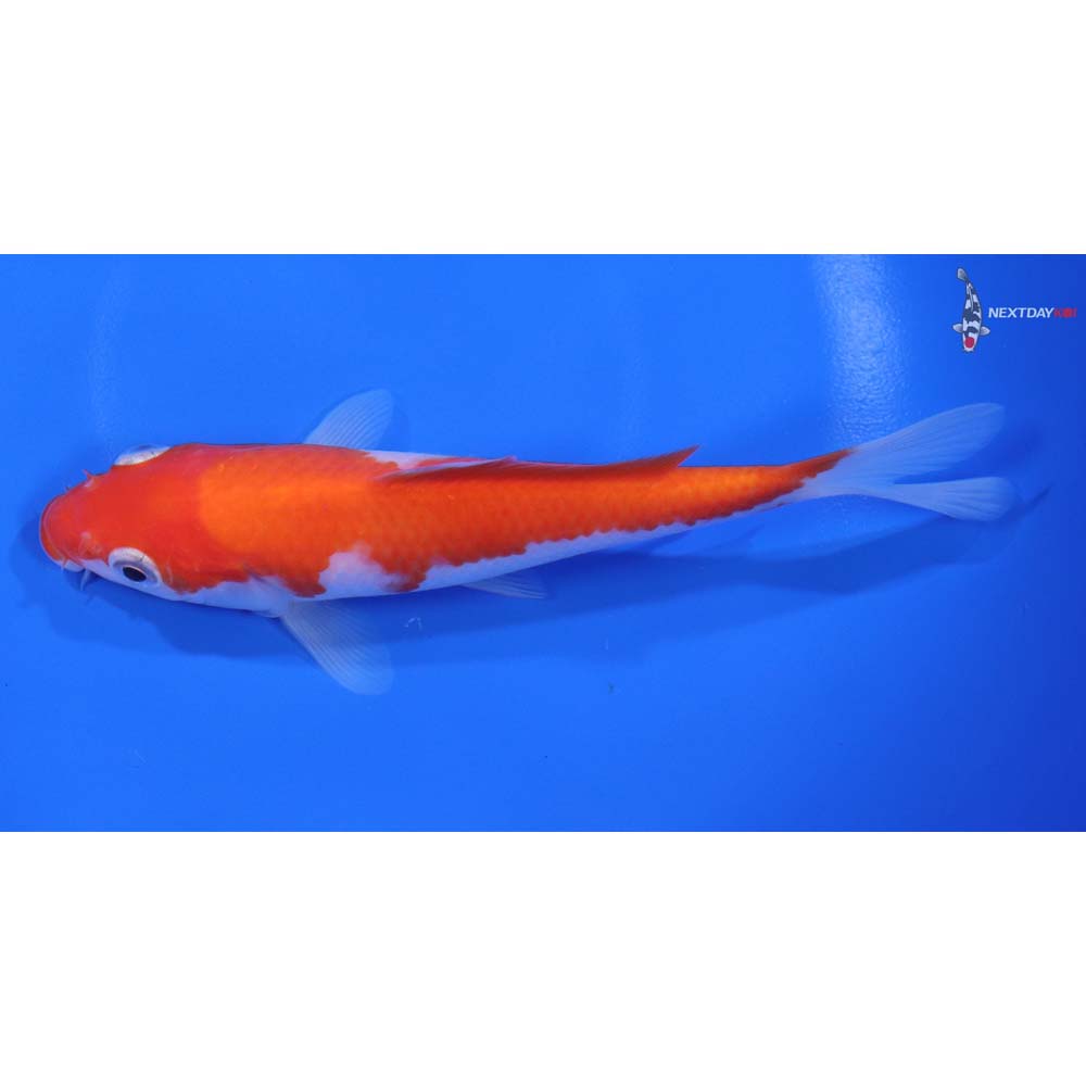 5.5” Imported Kohaku - Image 4