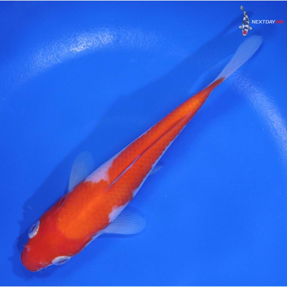5.5” Imported Kohaku - Image 5