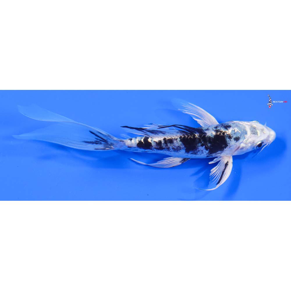 6” Imported Doitsu Gin Shiro Bekko Butterfly Koi - Image 2