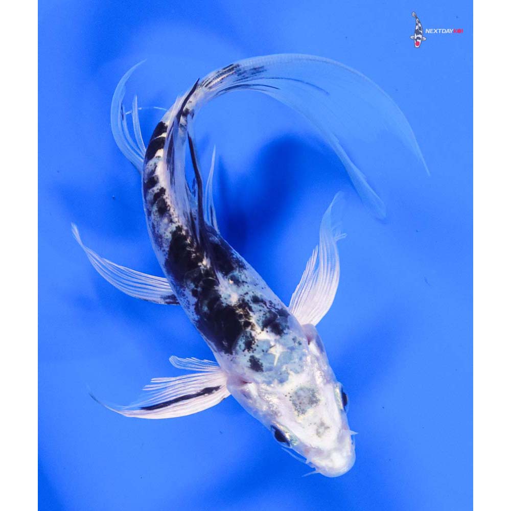 6” Imported Doitsu Gin Shiro Bekko Butterfly Koi - Image 3