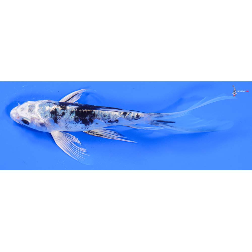6” Imported Doitsu Gin Shiro Bekko Butterfly Koi - Image 4
