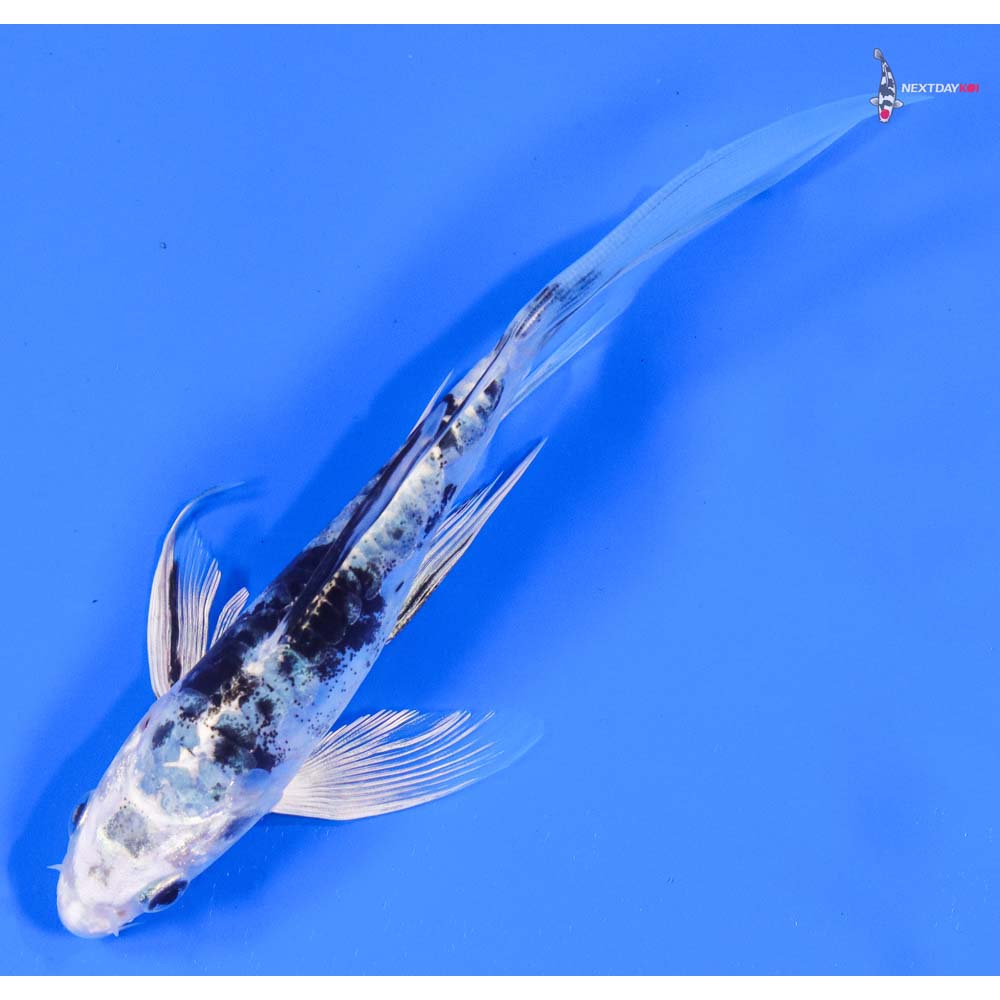 6” Imported Doitsu Gin Shiro Bekko Butterfly Koi - Image 5
