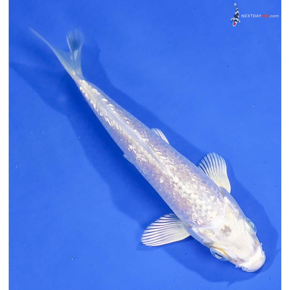 4.5” Imported Gin Rin Platinum Ogon - Image 3