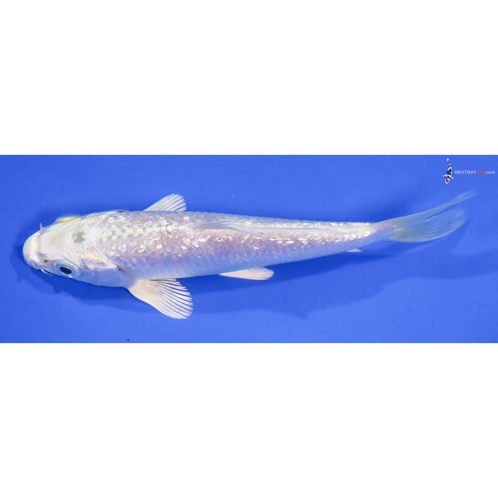 4.5” Imported Gin Rin Platinum Ogon - Image 4