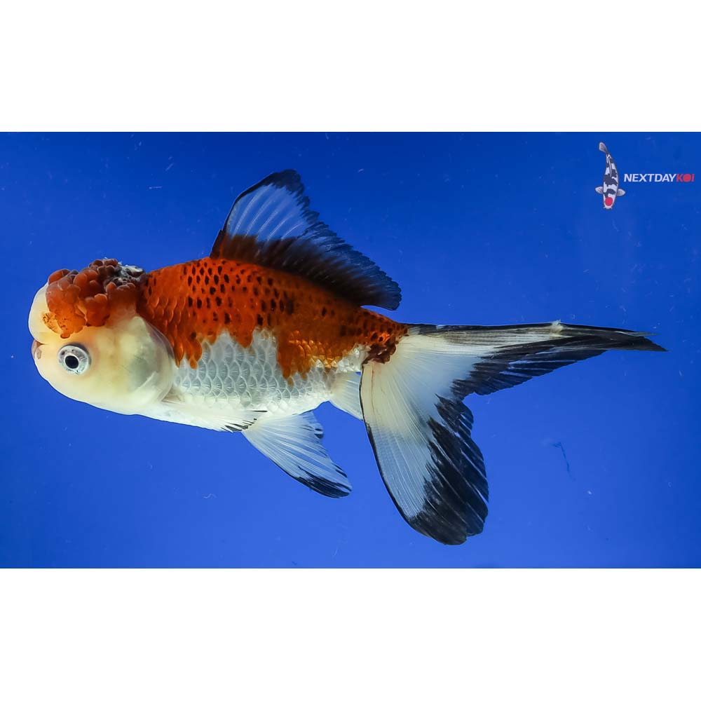 5” Imported Tri Color Panda Oranda - Image 2