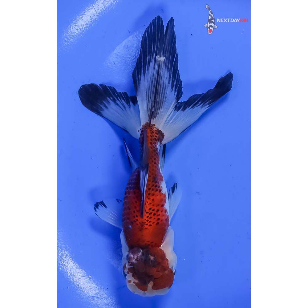 5” Imported Tri Color Panda Oranda - Image 3