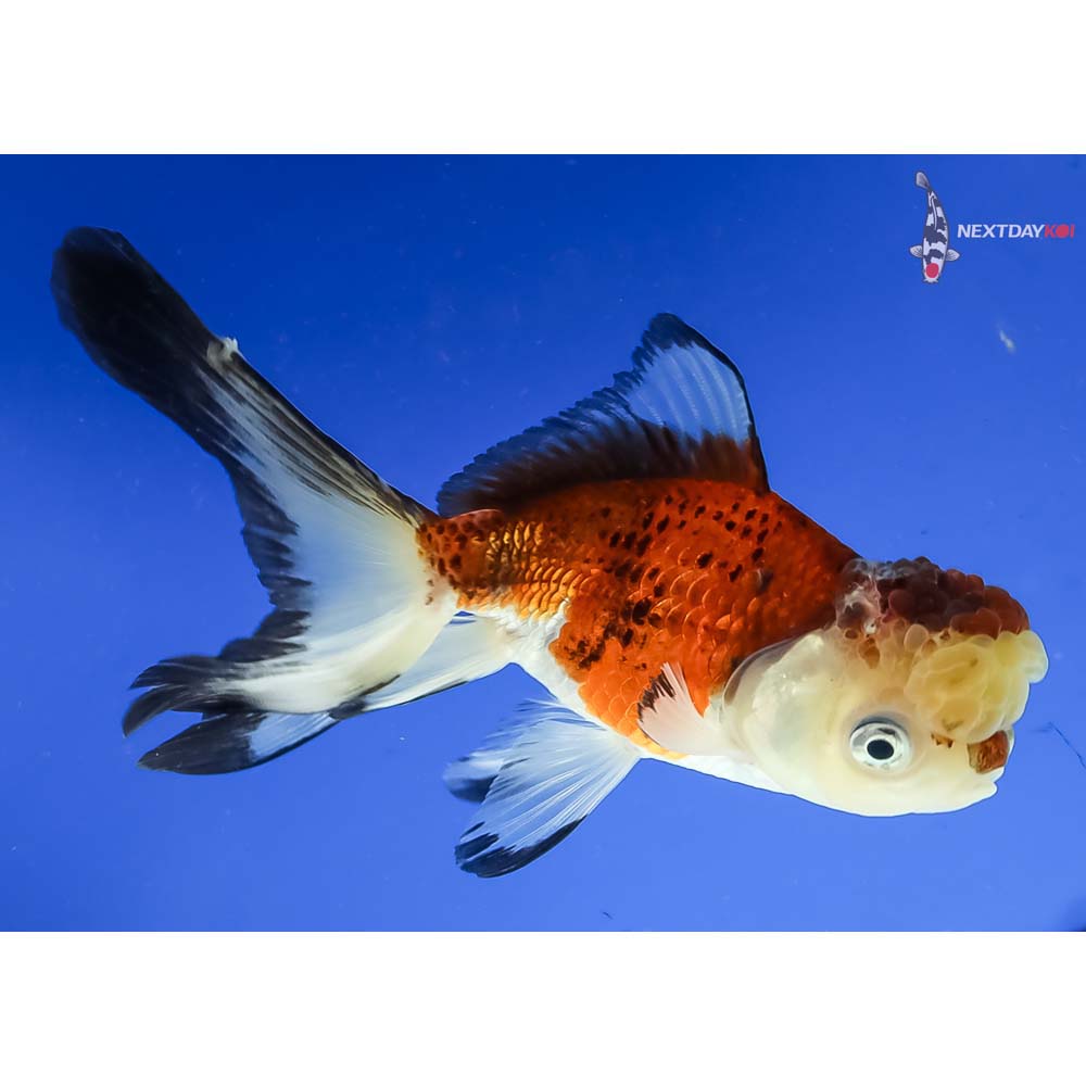 5” Imported Tri Color Panda Oranda - Image 4