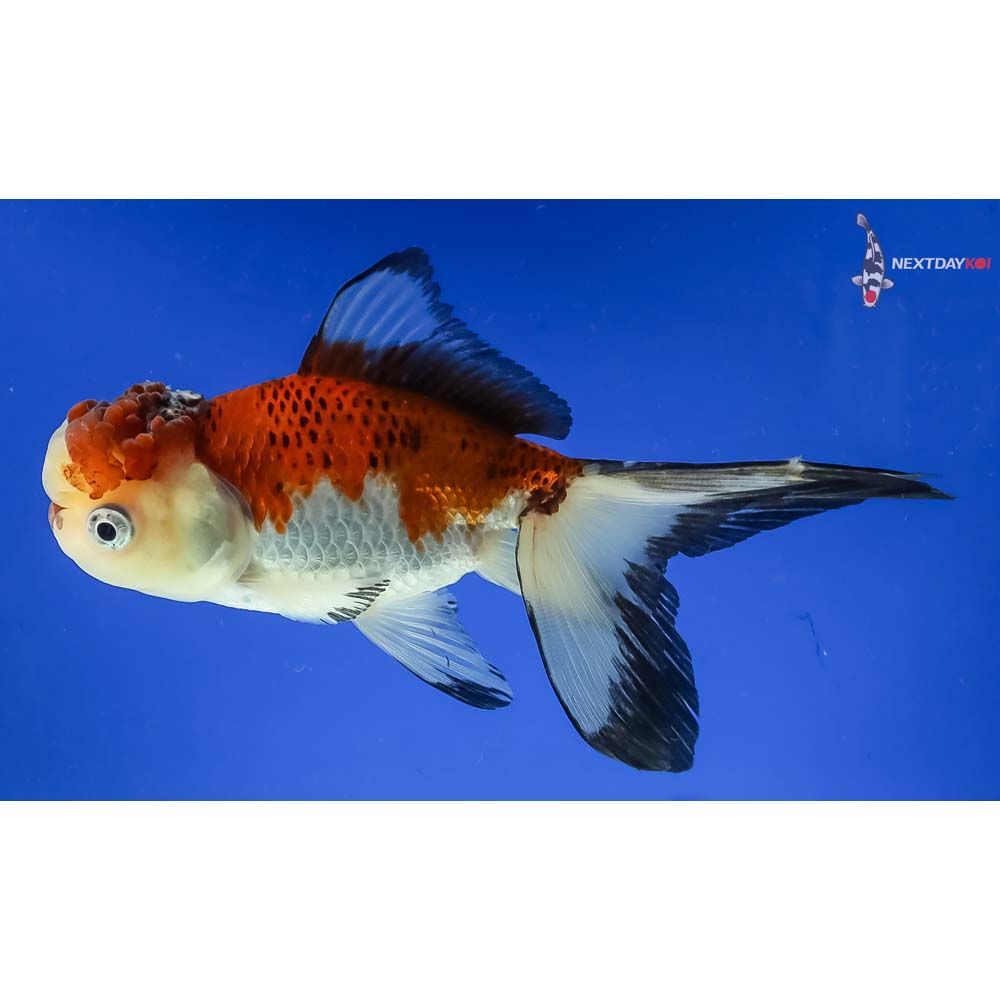 5” Imported Tri Color Panda Oranda - Image 5