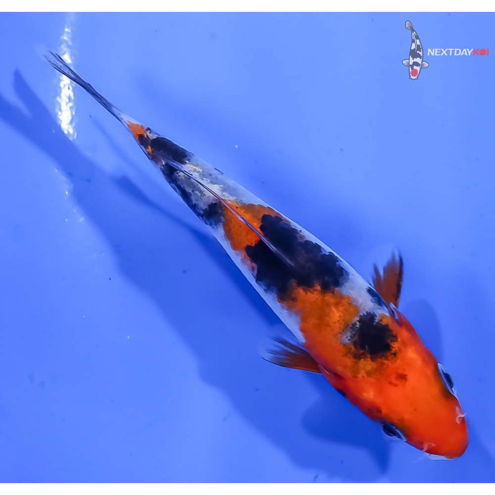 3.5” Imported Sanke - Image 3