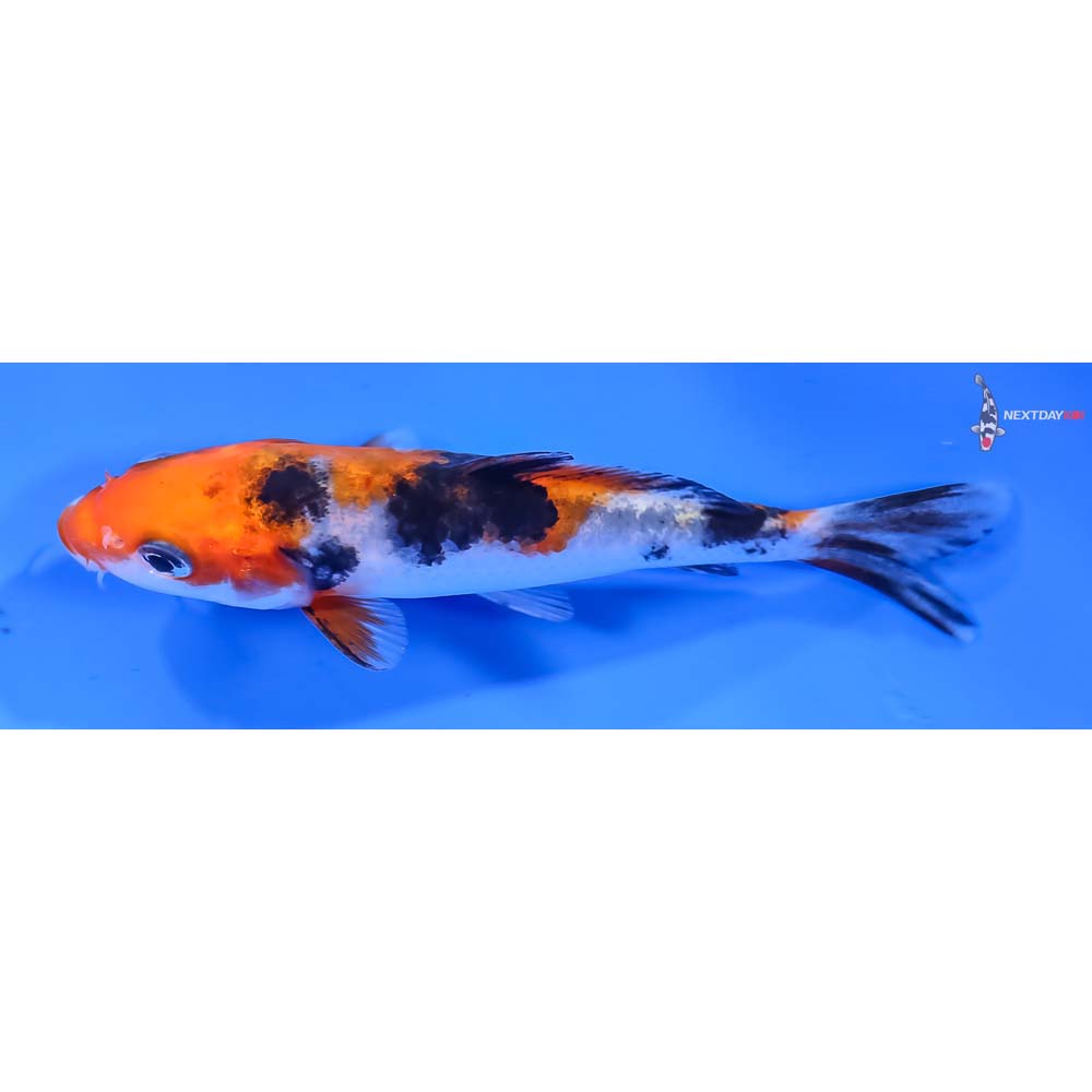 3.5” Imported Sanke - Image 4