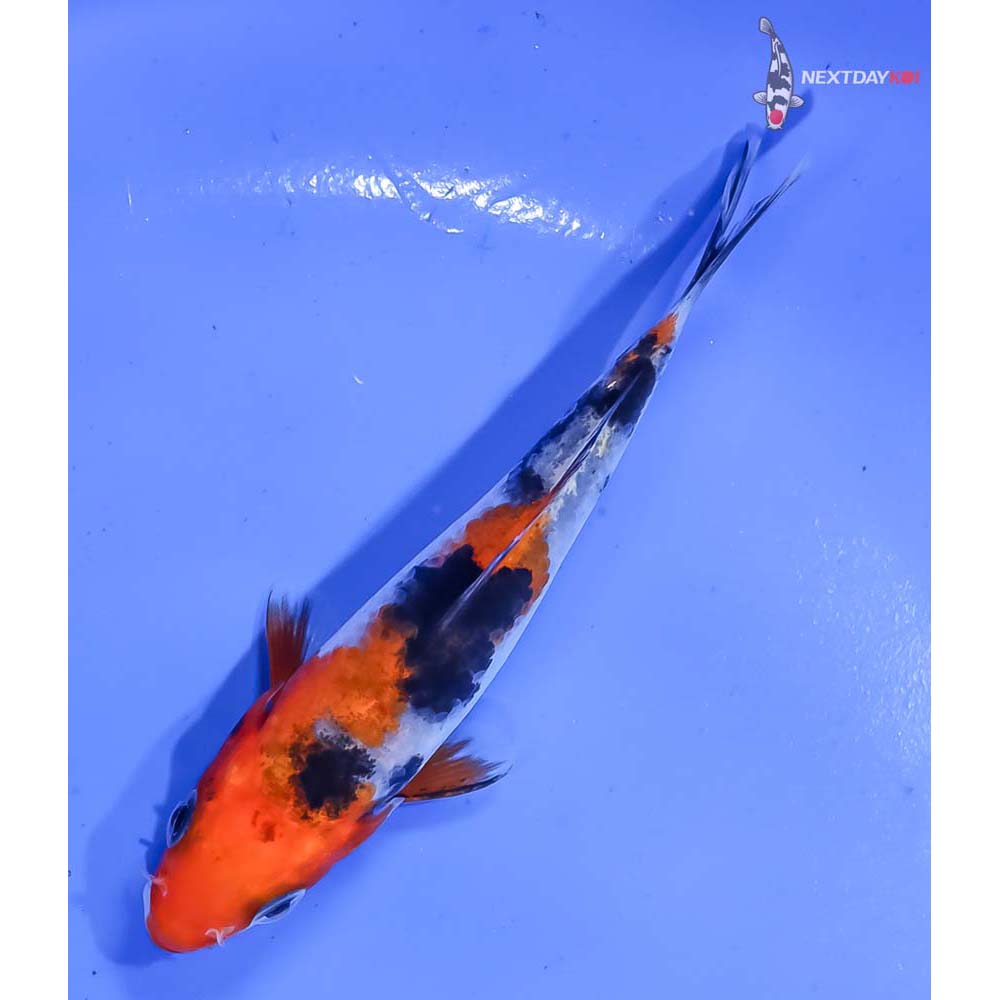 3.5” Imported Sanke - Image 5