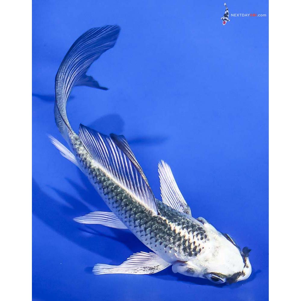 4” Imported Gin Matsuba Butterfly Koi