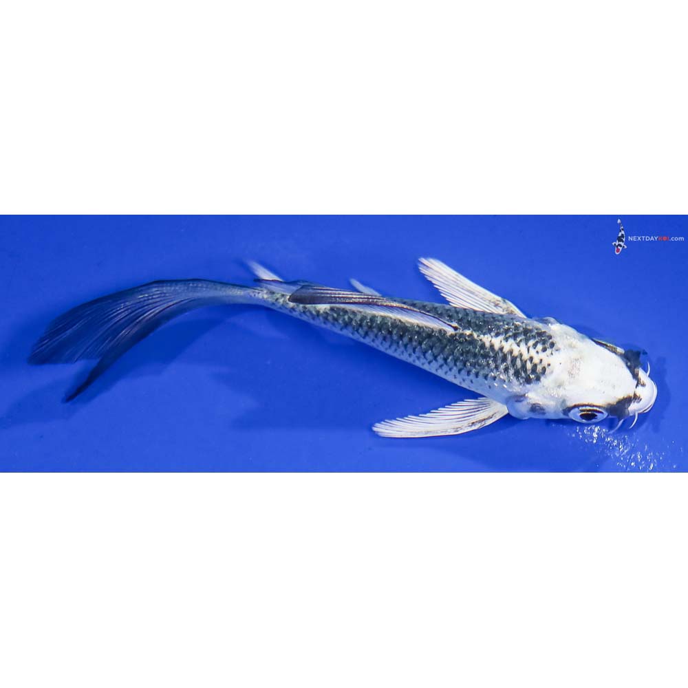 4” Imported Gin Matsuba Butterfly Koi - Image 2