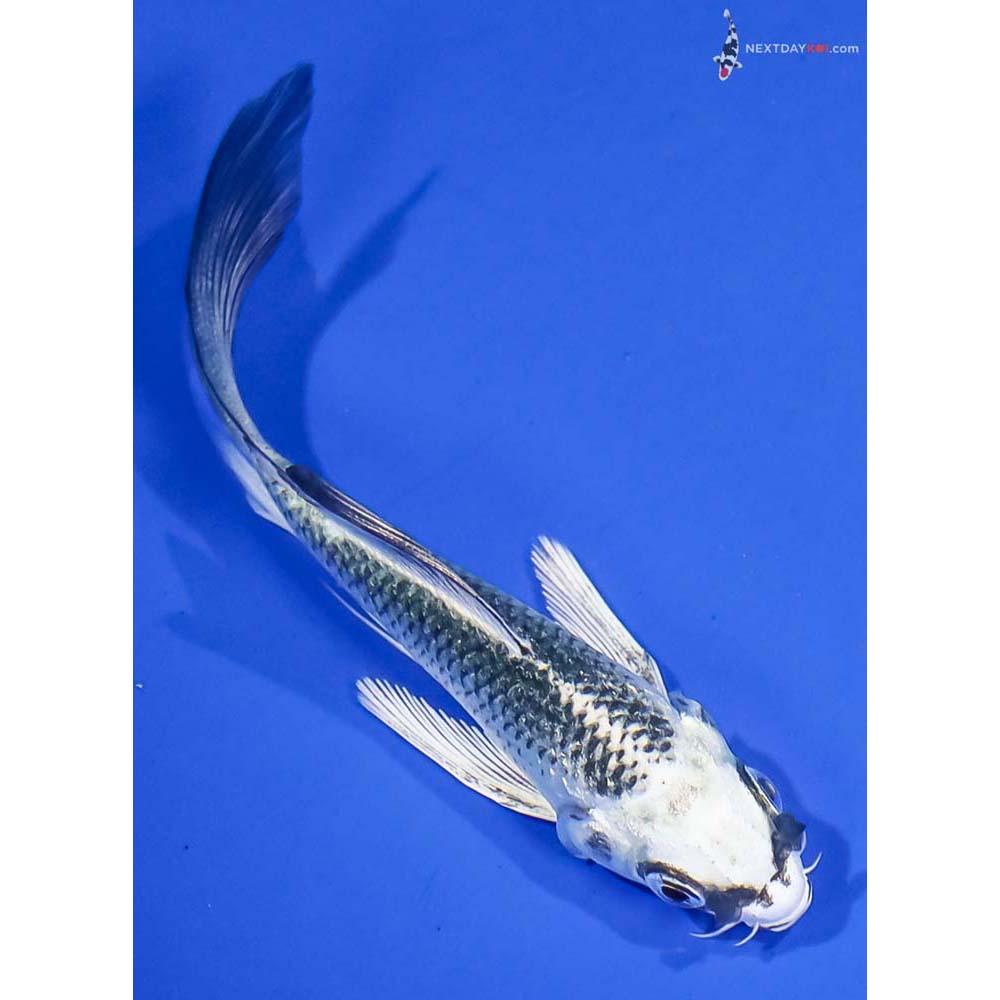 4” Imported Gin Matsuba Butterfly Koi - Image 3