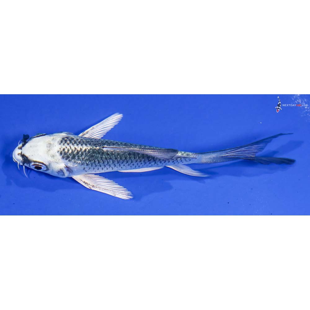 4” Imported Gin Matsuba Butterfly Koi - Image 4