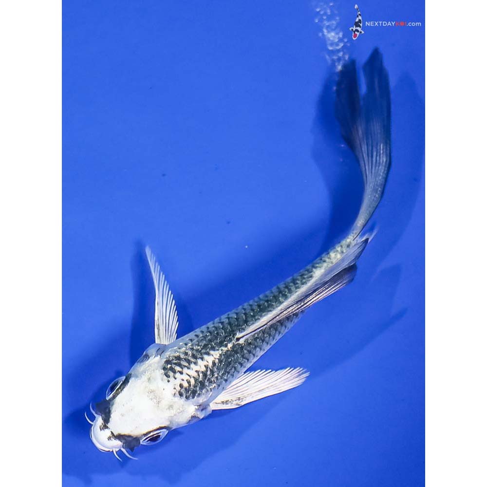 4” Imported Gin Matsuba Butterfly Koi - Image 5