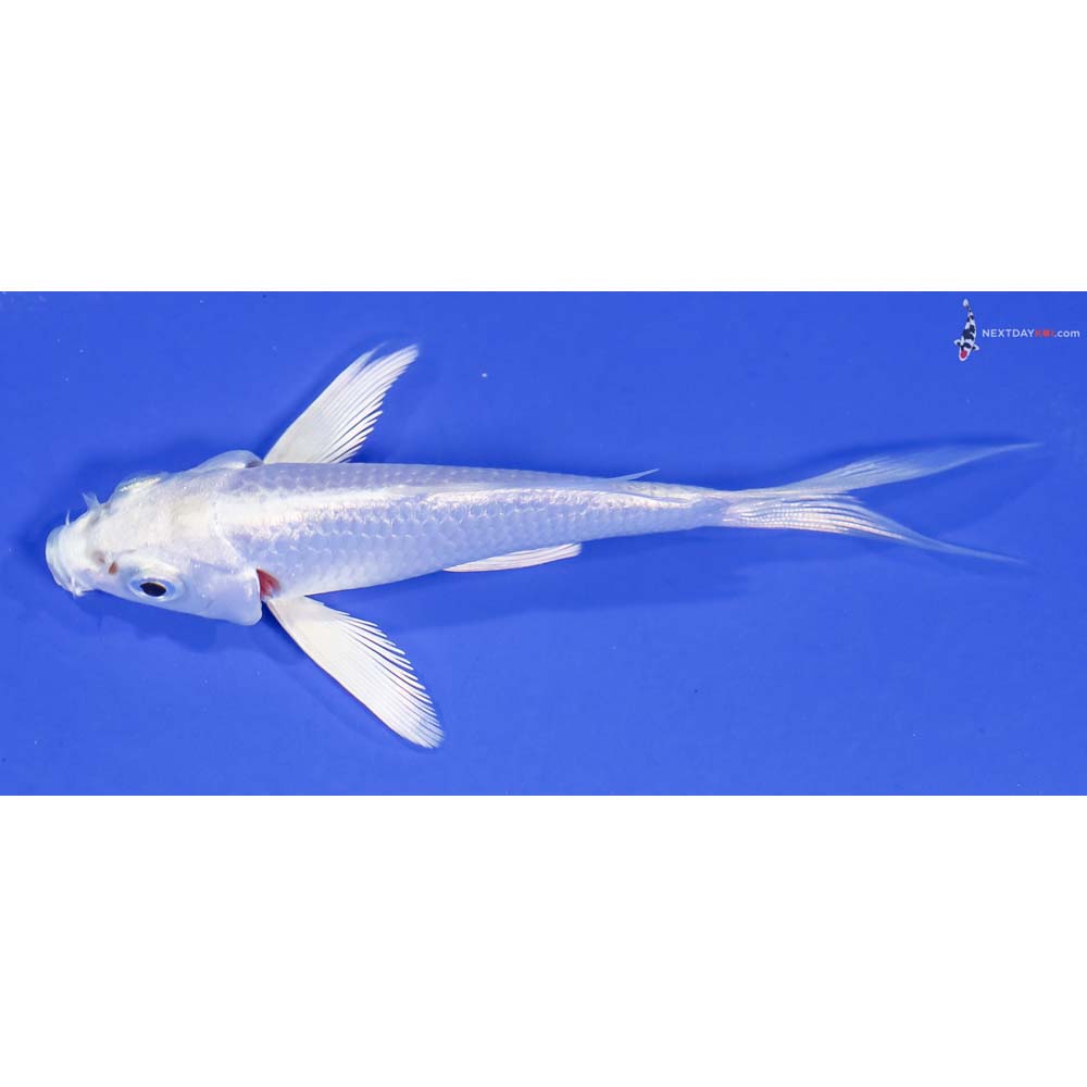 4” Imported Platinum Ogon Butterfly Koi - Image 4