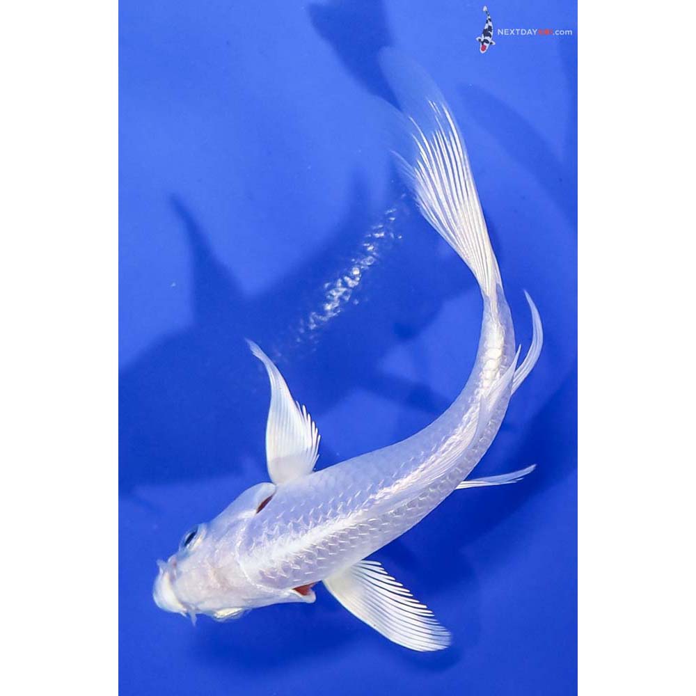4” Imported Platinum Ogon Butterfly Koi - Image 5