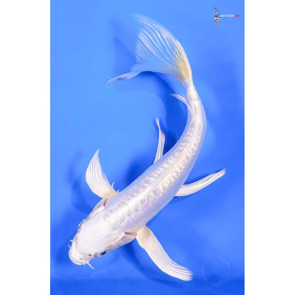 8” Imported Doitsu Platinum Ogon Butterfly Koi