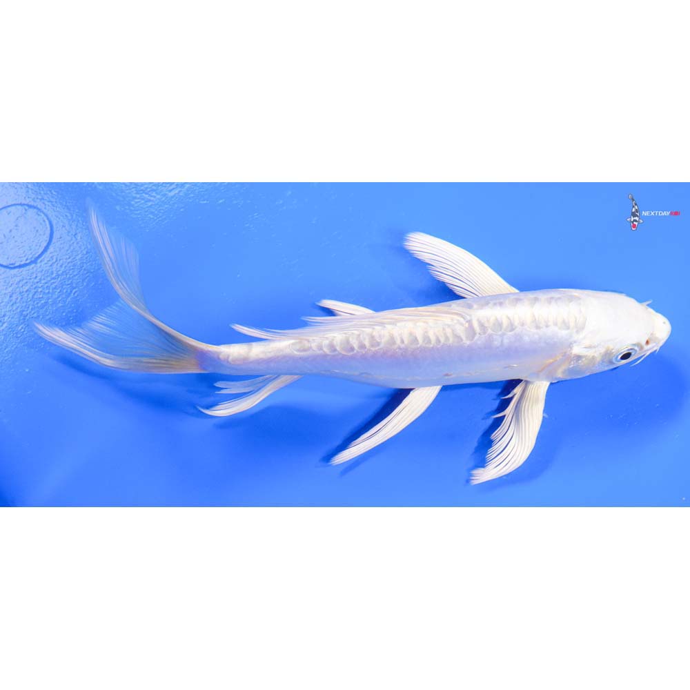 8” Imported Doitsu Platinum Ogon Butterfly Koi - Image 2