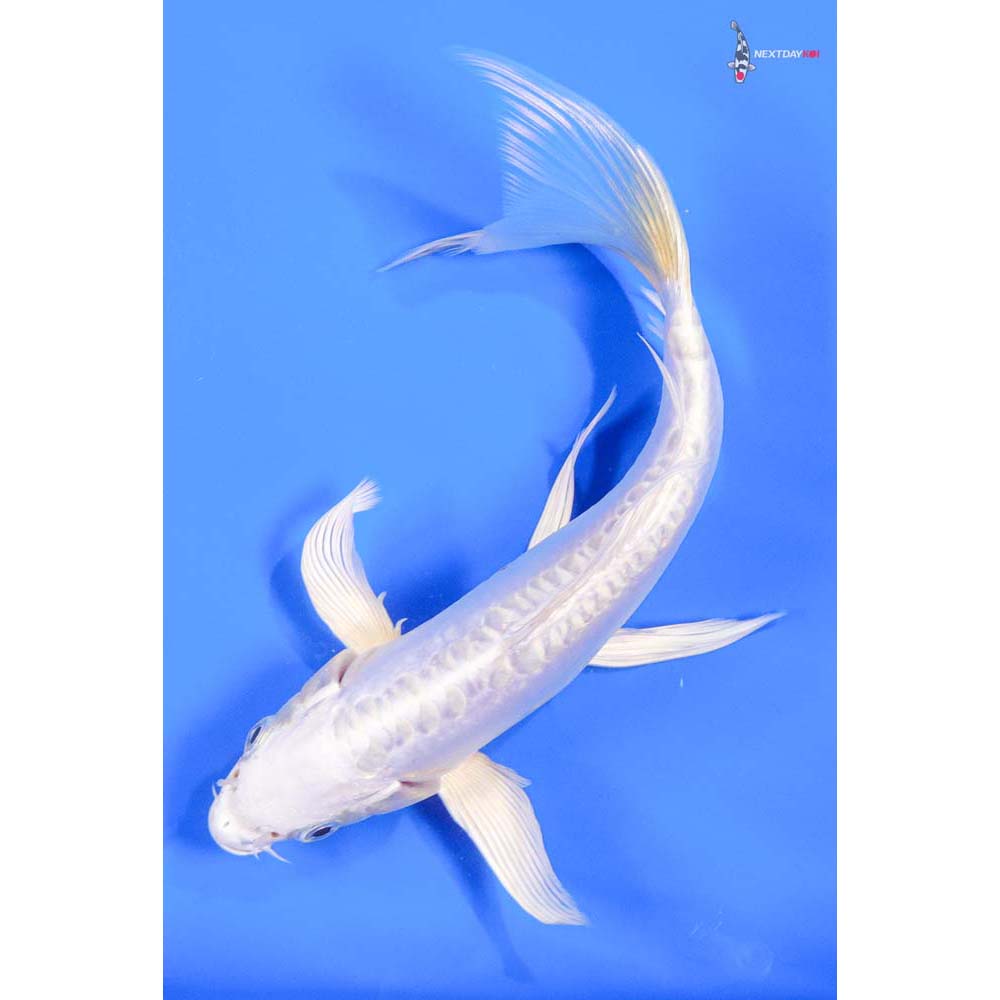8” Imported Doitsu Platinum Ogon Butterfly Koi - Image 3