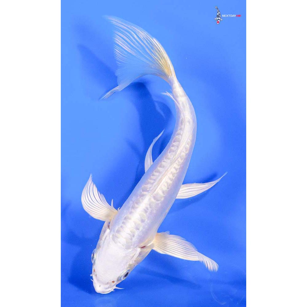 8” Imported Doitsu Platinum Ogon Butterfly Koi - Image 4