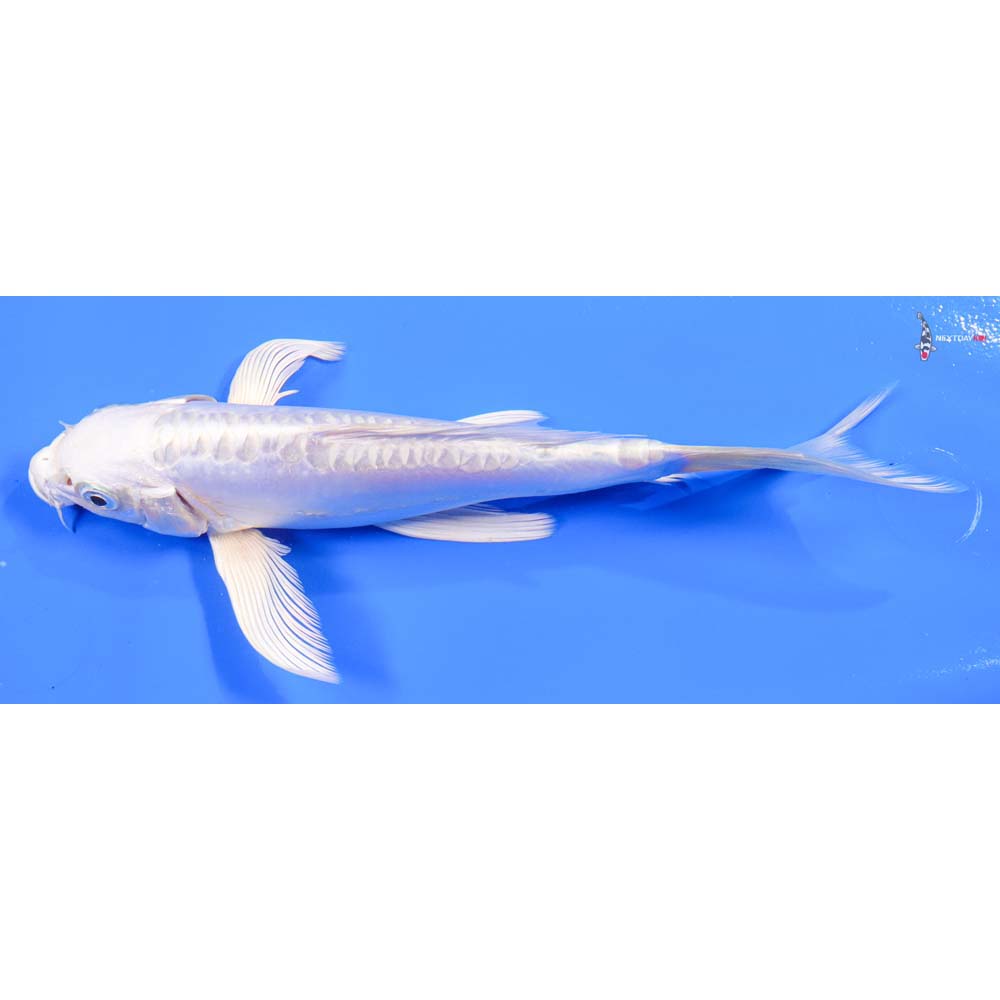 8” Imported Doitsu Platinum Ogon Butterfly Koi - Image 5