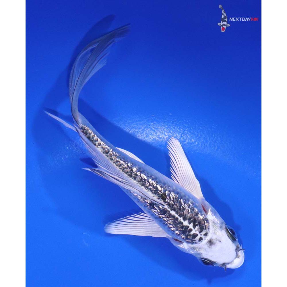 4.5” Imported Gin Rin Gin Matsuba Butterfly Koi